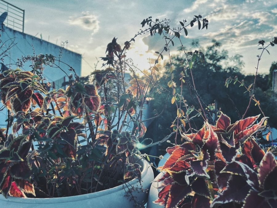 a potted plant in front of a building